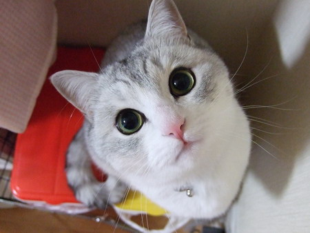 猫の好きなところを語ろう
