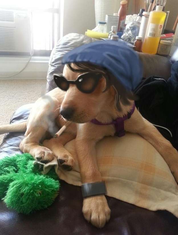 遂に犬の世界までフォトショの魔手が！案の定悲劇にｗｗｗ