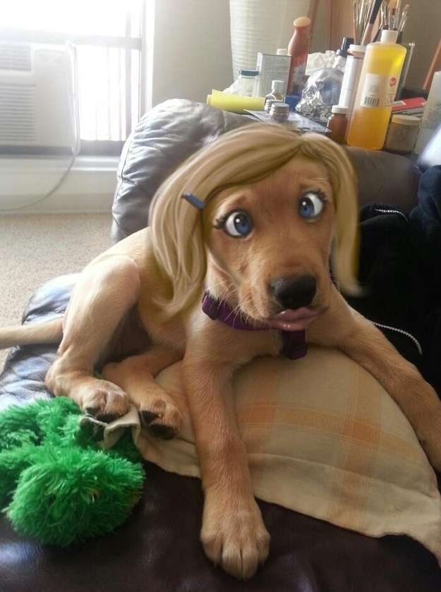 遂に犬の世界までフォトショの魔手が！案の定悲劇にｗｗｗ
