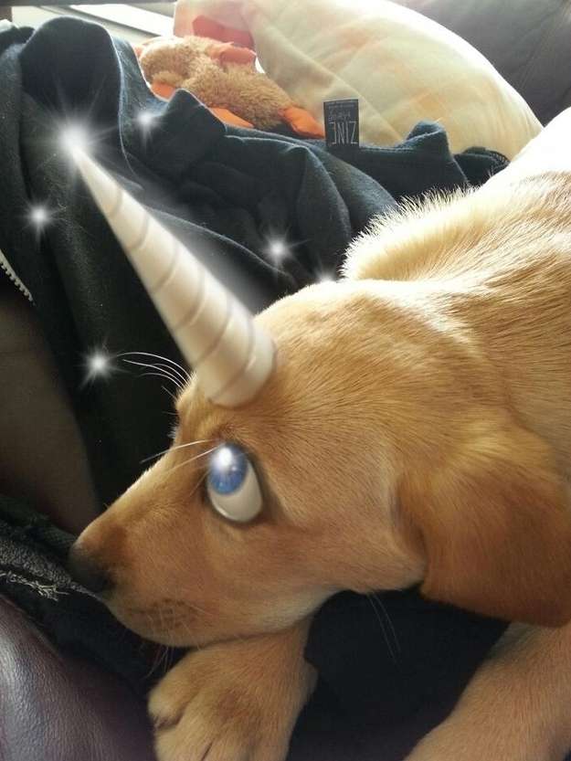 遂に犬の世界までフォトショの魔手が！案の定悲劇にｗｗｗ