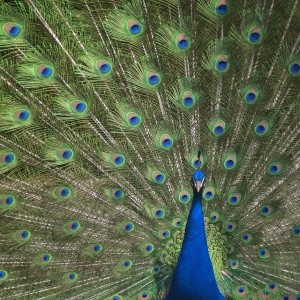 【可愛い！】ちょっと変わった鳥たちのプロポーズ【何これ？】 - NAVER まとめ