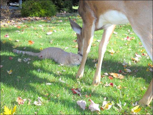 「ウチの飼い猫と野良シカが毎朝イチャイチャしてるんだけど」という画像が本当に仲よさそう