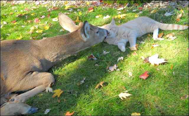 「ウチの飼い猫と野良シカが毎朝イチャイチャしてるんだけど」という画像が本当に仲よさそう