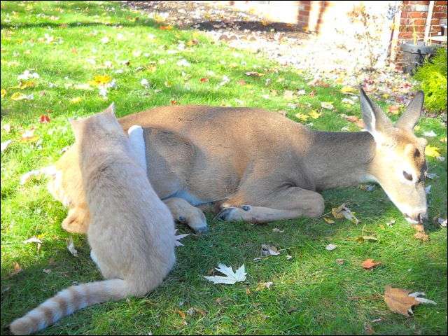 「ウチの飼い猫と野良シカが毎朝イチャイチャしてるんだけど」という画像が本当に仲よさそう