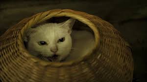 「ウチの飼い猫と野良シカが毎朝イチャイチャしてるんだけど」という画像が本当に仲よさそう
