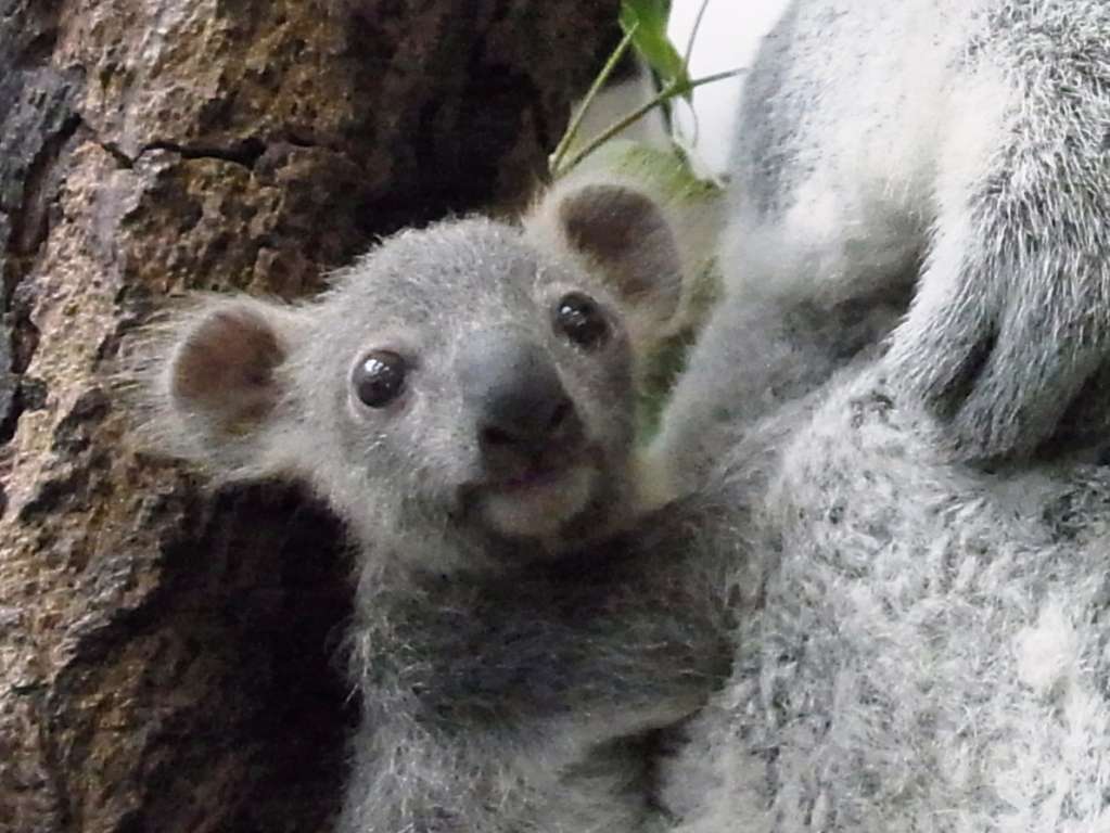 動物の赤ちゃんの画像を貼っていくトピ