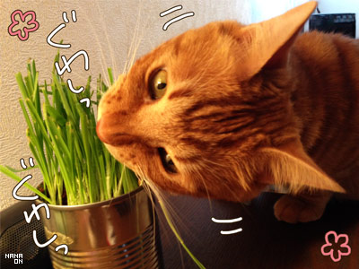 猫を飼っていない人が思い描く飼い猫のイメージがだいたいあってる件