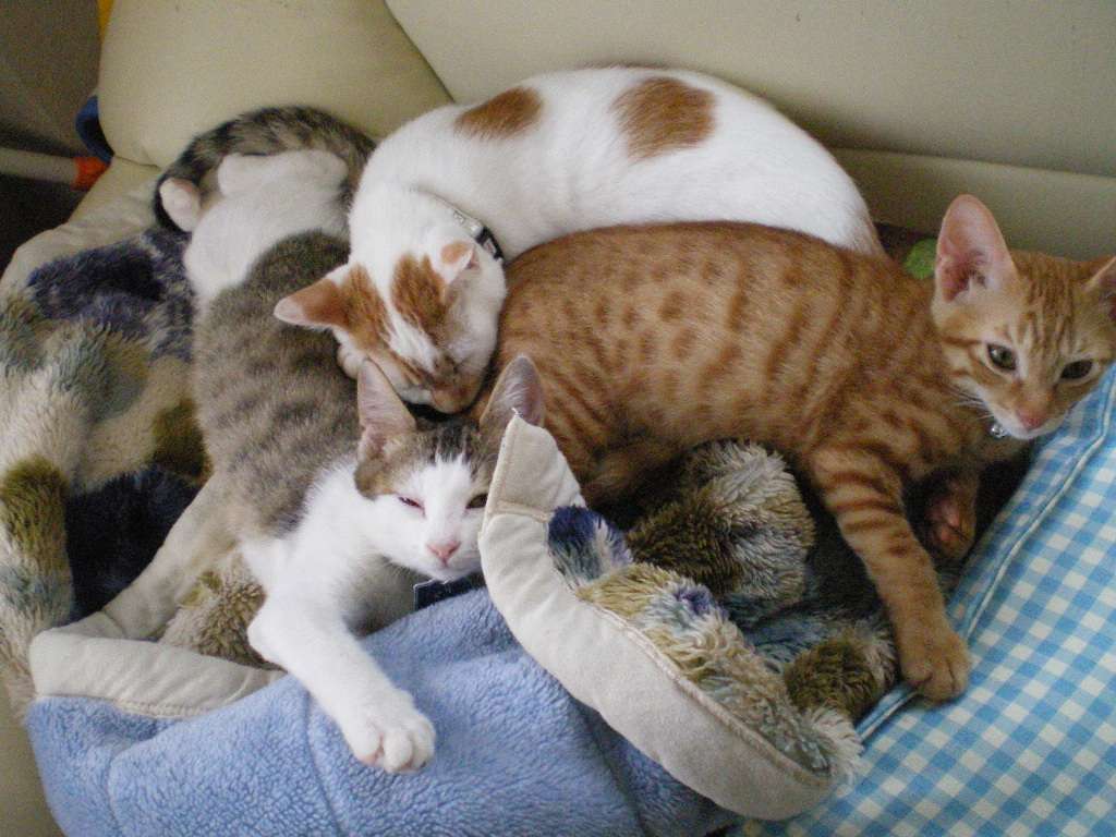 【ペット】多頭飼い、いい事困った事どんな事がありますか？
