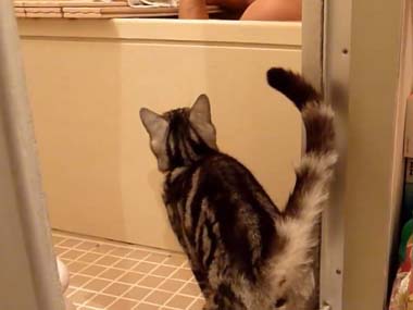猫の好きなところを語ろう