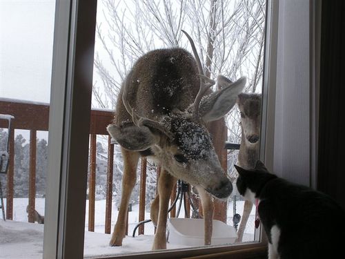 「ウチの飼い猫と野良シカが毎朝イチャイチャしてるんだけど」という画像が本当に仲よさそう