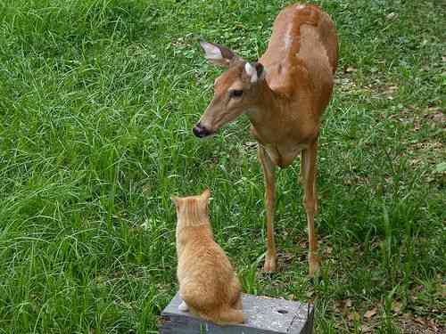 「ウチの飼い猫と野良シカが毎朝イチャイチャしてるんだけど」という画像が本当に仲よさそう