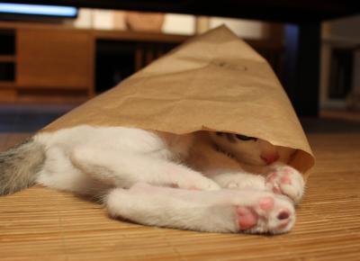 そんなところに！「かくれんぼ」している動物たちの写真
