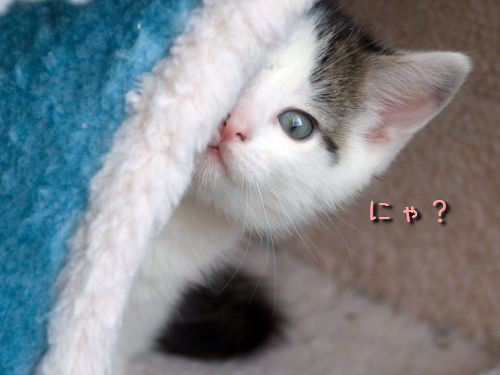 そんなところに！「かくれんぼ」している動物たちの写真（PART1）17枚:らばQ