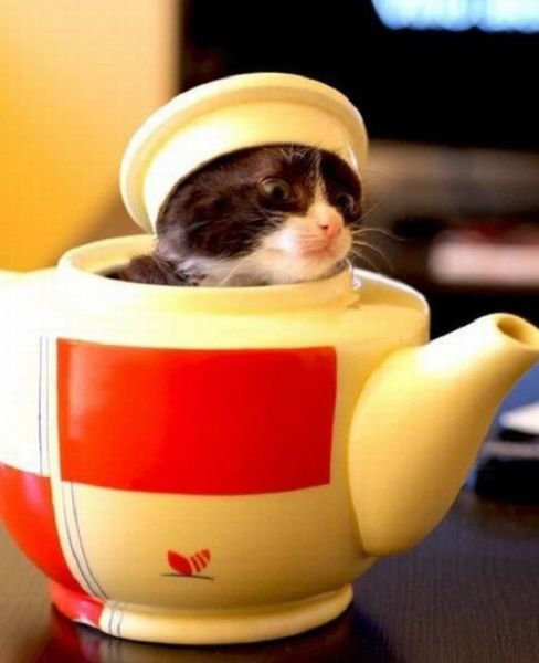 そんなところに！「かくれんぼ」している動物たちの写真