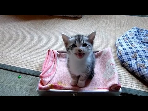 ないてくるプチ - YouTube
