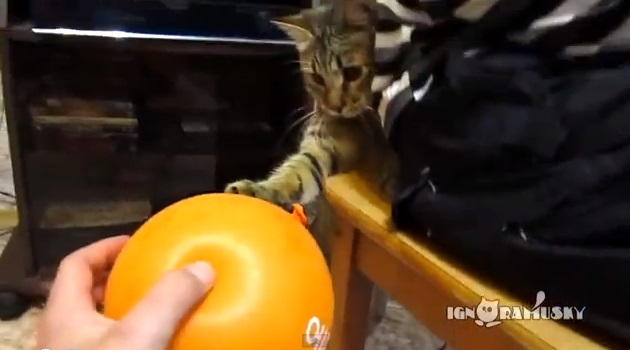 猫が風船あそびをした結果www