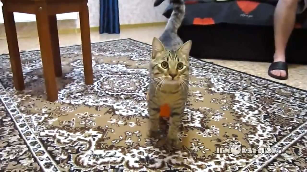 猫が風船あそびをした結果www