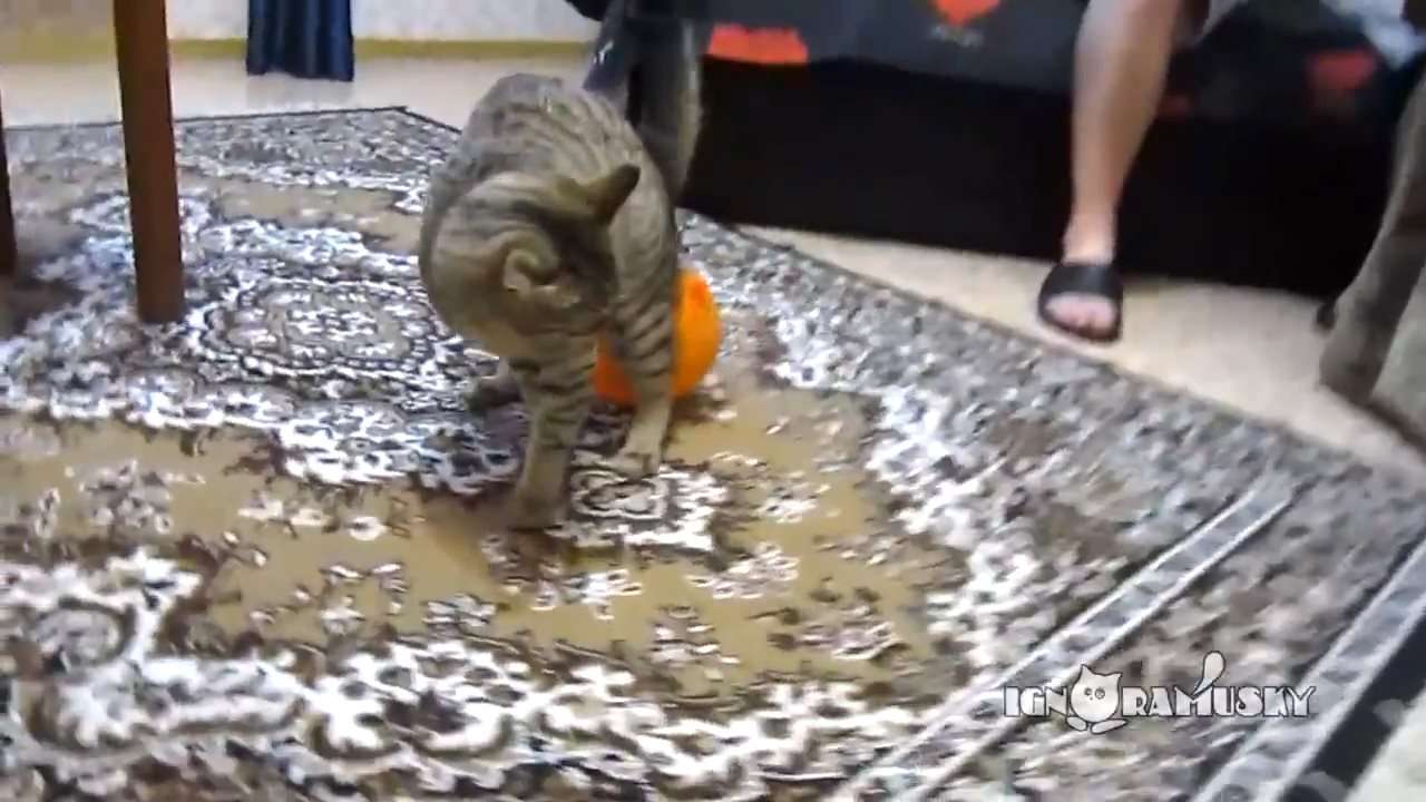 猫が風船あそびをした結果www
