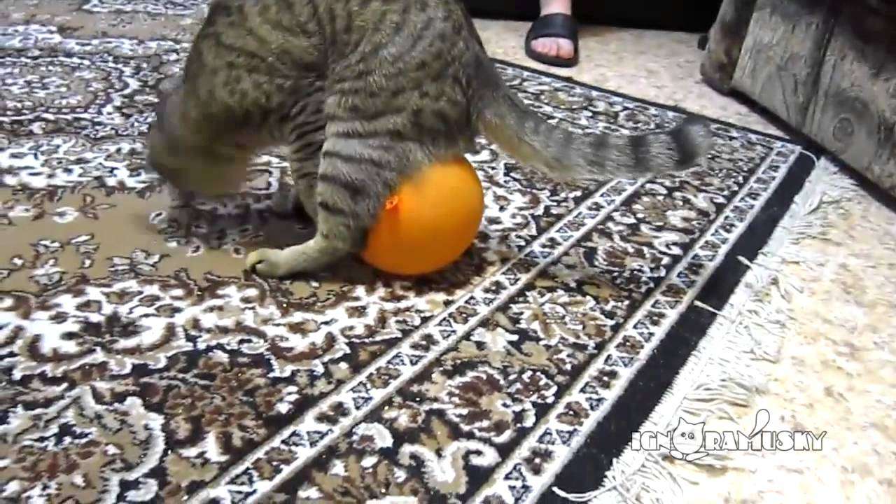 Cat, baloon and electrostatics (Кот, шарик и электростатика) - YouTube