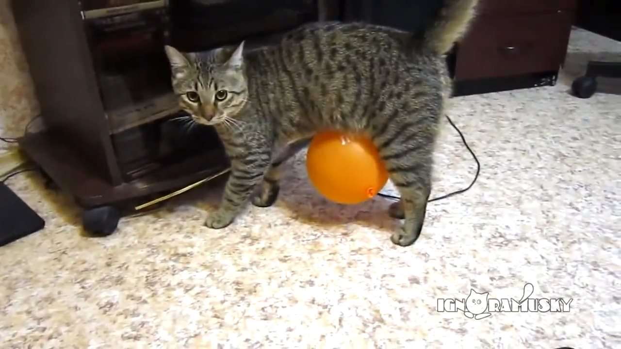 猫が風船あそびをした結果www