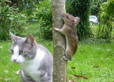 そんなところに！「かくれんぼ」している動物たちの写真