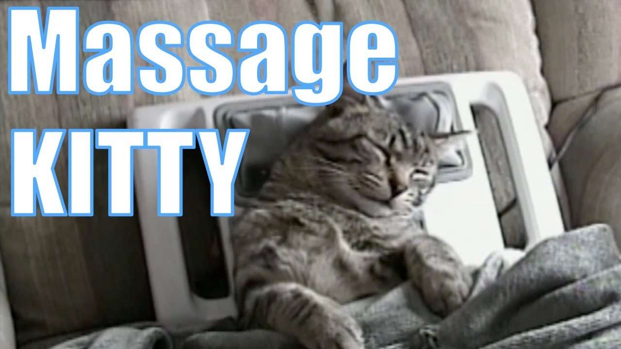 Kitty Gets A Massage - YouTube