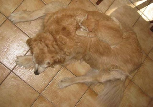 そんなところに！「かくれんぼ」している動物たちの写真