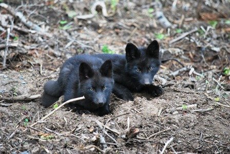 「黒いキツネ」北海道に出没　突然変異の可能性