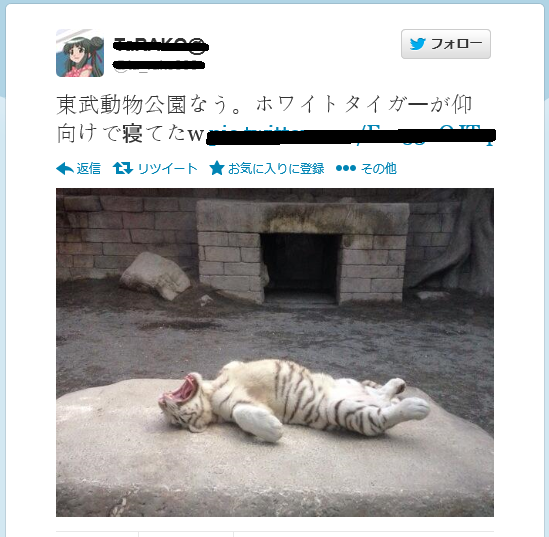 猫みたいなホワイトタイガーが話題に