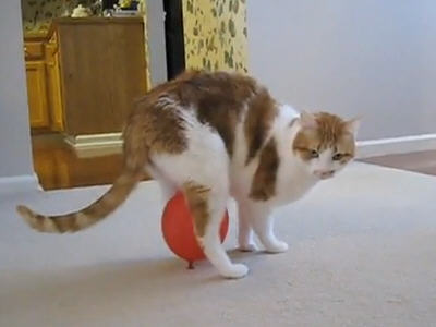 猫が風船あそびをした結果www