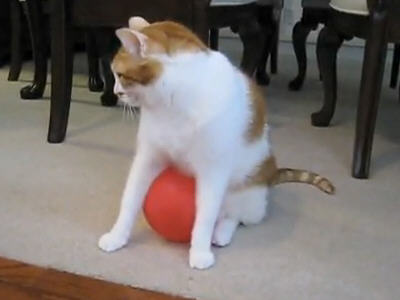 猫が風船あそびをした結果www