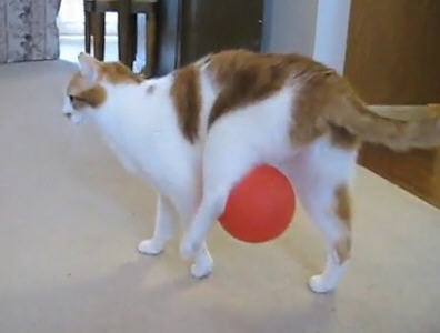 猫が風船あそびをした結果www
