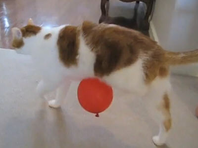 猫が風船あそびをした結果www