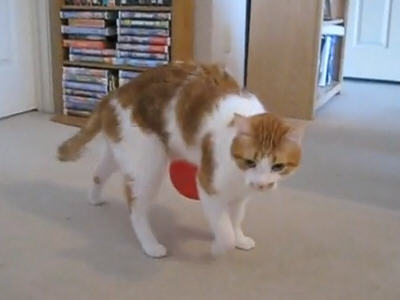 猫が風船あそびをした結果www