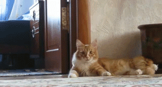 猫の好きなところを語ろう
