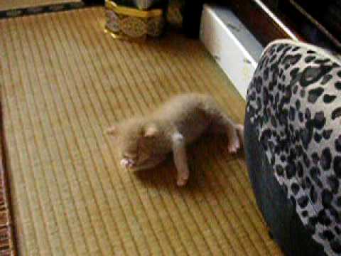 仔猫のちょこさん❤電池が切れました♪ - YouTube