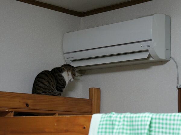 寒い中、飼い猫を外に出した結果をご覧ください