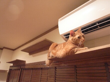 寒い中、飼い猫を外に出した結果をご覧ください