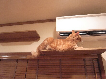 寒い中、飼い猫を外に出した結果をご覧ください