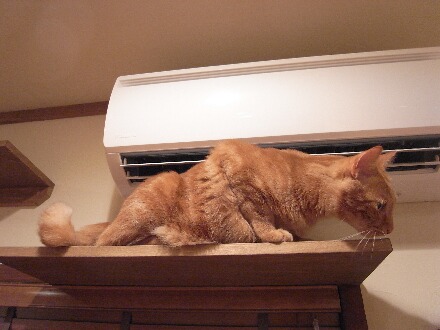 寒い中、飼い猫を外に出した結果をご覧ください