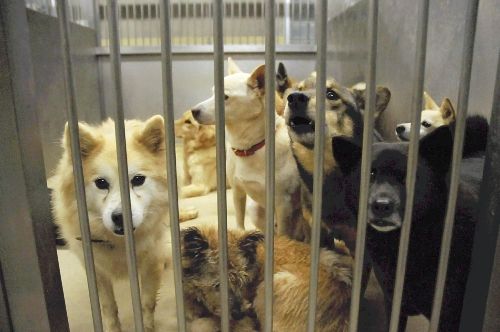 大阪・泉佐野市、ふん害に悩んだ末、来年度「犬税」導入へ