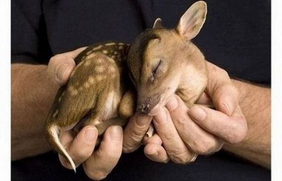 「ウチの飼い猫と野良シカが毎朝イチャイチャしてるんだけど」という画像が本当に仲よさそう