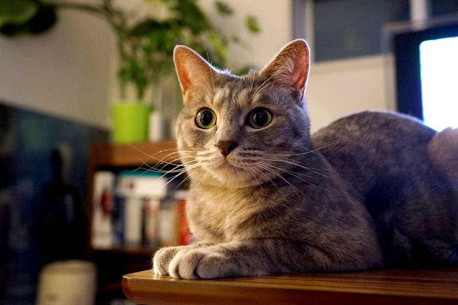 猫の好きなところを語ろう