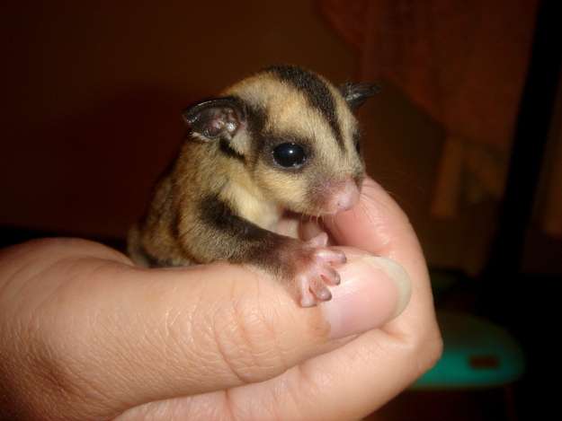 動物の赤ちゃんの画像を貼っていくトピ