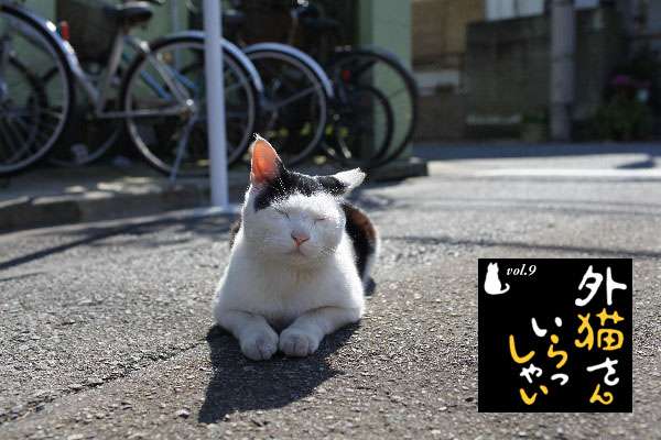 猫の好きなところを語ろう