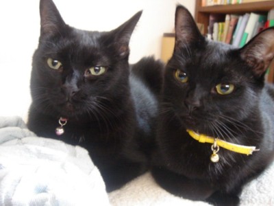 “世界で唯一の黒猫カフェ”が、姫路にあるらしい