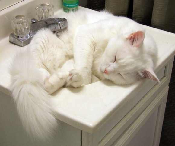 猫の好きなところを語ろう