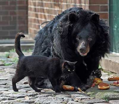 「ウチの飼い猫と野良シカが毎朝イチャイチャしてるんだけど」という画像が本当に仲よさそう