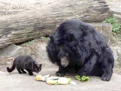 仲良しだったクマに死なれた猫、ショックを受ける:らばQ