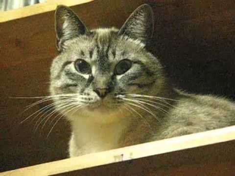 最高に幸せな動画！　ちょっとだけジャンくん瞬きのご挨拶　元野良猫の保護里親記録  Jean,﻿ a former stray cat. - YouTube